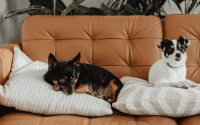 Why Your Pet Should Be a Priority When Buying a Home in Toowoomba